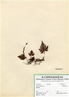 藏品(鱗葉陰石蕨)的圖片